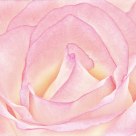 High key rose